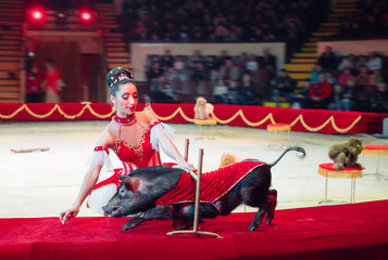 Fototapeta na wymiar Performance of pigs in the circus.