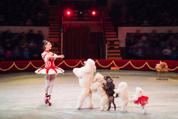 Dogs Performance  in the Circus. © davit85