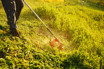 mowing trimmer - worker cutting grass in green yard at sunset.