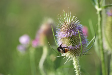 Thistle flower in summer. Plant background. 