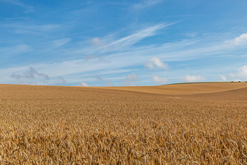 Sussex Summer Farm Landscape