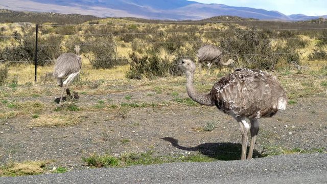 Two Nandus looking for Eten close to Torres del Paine in Chile