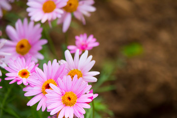 Pink flower among green leaves
