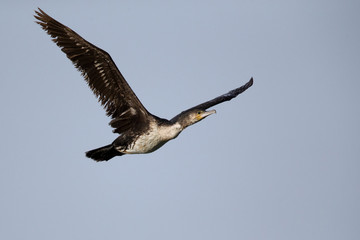 The Great Cormorant in flight, Bahrain 