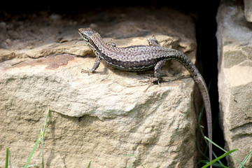 Mauereidechse, Weibchen