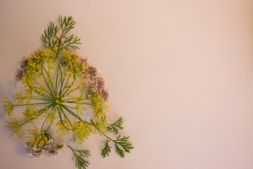  Isolated flowers of coriander and dill on a light background