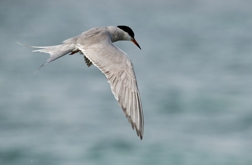 White-cheeked tern flying