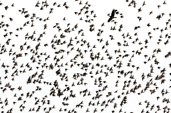 small black silhouettes of numerous migratory birds starlings spread their wings rapidly flying in a large flock against the white sky