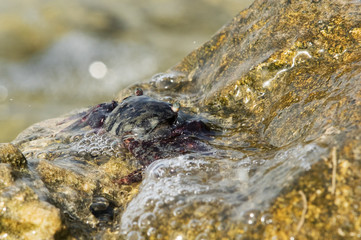 Purple Shore Crab on the limestone rock at Busaiteen coast, Bahrain 