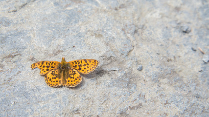 Butterfly posing of a rock, Italian Alps