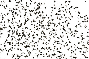 black silhouettes of numerous migratory birds starlings spread their wings rapidly flying in a...