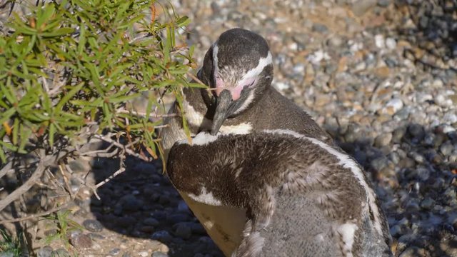 Two Magellanic Penguins, a mother and an infant washing and sitting in the sun