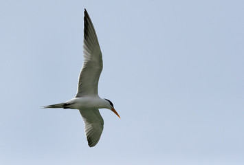 Lesser Crested tern in flight