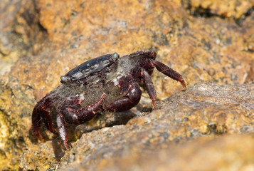 Purple Shore Crab on the limestone rock at Busaiteen coast, Bahrain 