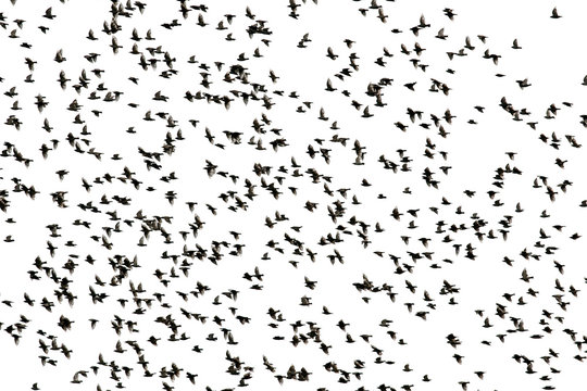 small black silhouettes of numerous birds starlings spread their wings fly in a large flock against the white isolated sky