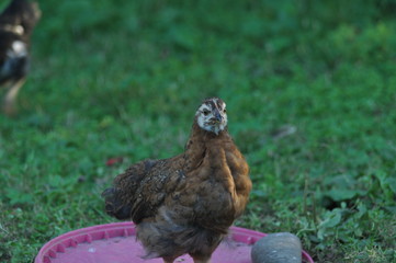 chicken in the grass