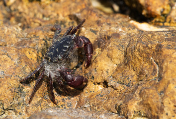 Purple Shore Crab on the limestone rock at Busaiteen coast, Bahrain 