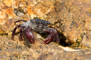 Purple Shore Crab on the limestone rock at Busaiteen coast, Bahrain 
