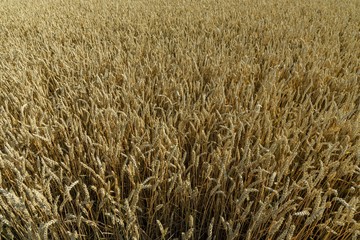 Close up view of part of wheat field. Yellow summer background. Agriculture concept. 