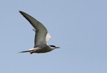 White-cheeked tern in flight