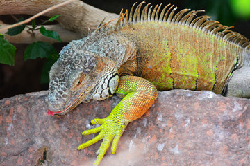 green iguana on rock