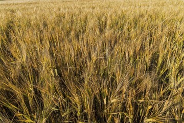 Gorgeous view of rye field. Agriculture concept. Beautiful nature backgrounds.