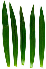 long green plant leafs arranged in shape of fan/particle circle  - 280941265
