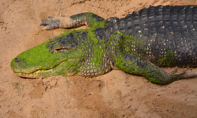 an alligator near a river looking for a prey