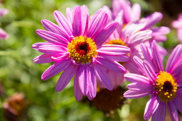 Obraz premium Pink flower among green leaves