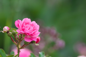 pink rose grows on a branch close-up with a blurred background