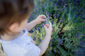 Fototapeta premium toddler boy holding a lavender plant flowers