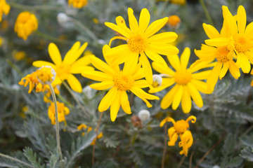 Fototapeta premium Yellow flower among green leaves