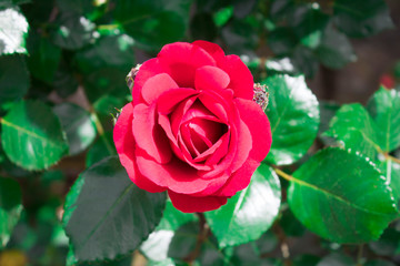 Flowers of various colors and shapes