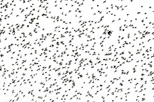 black silhouettes of numerous starlings birds spread their wings fly in the distance in a large flock against a white isolated