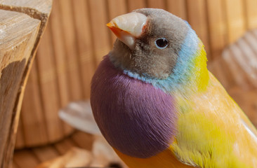 A close-up portrait of a yellow Gouldian Finch with a gray head and purple breasts.