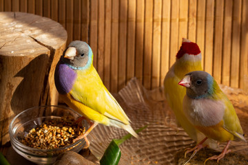 Gouldian Finches with a bowl of grain mixtures, a bath of water and stone. On a bamboo background