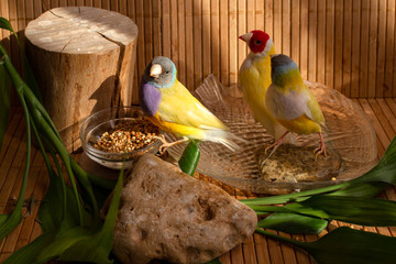Three Gouldian Finches with a bowl of grain mixtures, a bath of water, a stone And a small stump that reflects the shadow of one of the birds.