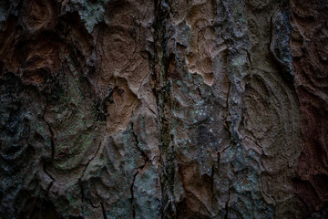 bark of tree