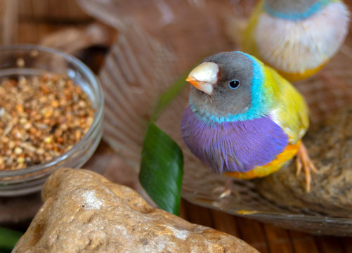 Portrait of a yellow Gouldian Finch with a gray head and purple breasts.