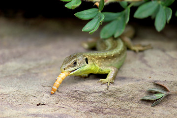 Männliche Zauneidechse frisst Mehlwurm