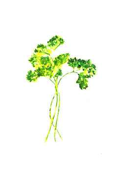 Green Yellow Parsley watercolor sketch. Parsley leaf. isolated.