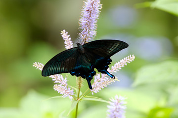 花の蜜を吸うアゲハチョウ