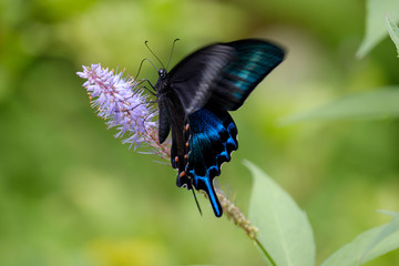 花の蜜を吸うアゲハチョウ