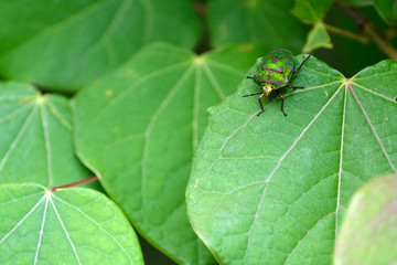 葉に止まるきれいな色のカメムシ