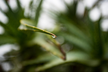 dew drop in aloe vera plant