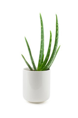 aloe vera plant in a white ceramic pot isolated against a white background, beauty / cosmetics design element