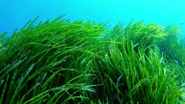 Nature underwater - Very green posidonia field