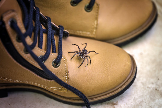 poisonous spider rising into a boot. Spider care, fear of spider. Busty animal. Loxosceles is a genus of poisonous arachnids in the Sicariidae family known for their necrotizing sting.
