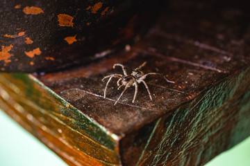 Loxosceles is a genus of poisonous arachnids in the Sicariidae family known for their necrotizing sting. They are known by the common names of brown spiders or violin spiders.
