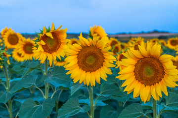 Sunflowers field